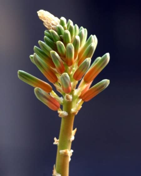 蘆薈開花代表什麼意思|蘆薈開花的寓意什麼，福兆象徵著美好未來